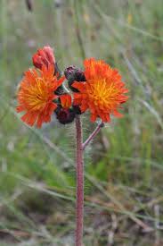 Attēlu rezultāti vaicājumam “Pilosella aurantiaca”