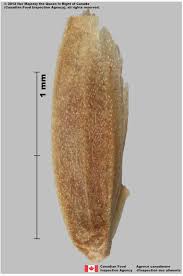 Attēlu rezultāti vaicājumam “Poa pratensis fruit”