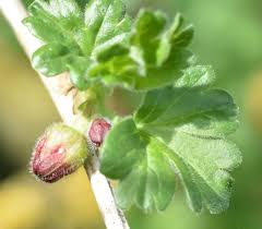Attēlu rezultāti vaicājumam “Ribes uva-crispa flower”
