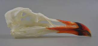 Image result for Larus audouinii