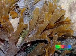 Attēlu rezultāti vaicājumam “Dictydiaethaliaceae”