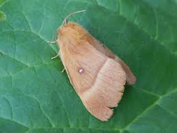 Attēlu rezultāti vaicājumam “Lasiocampa quercus”