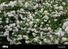 Attēlu rezultāti vaicājumam “Spiraea chamaedryfolia”