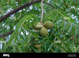 Attēlu rezultāti vaicājumam “Juglans x sinensis fruit”