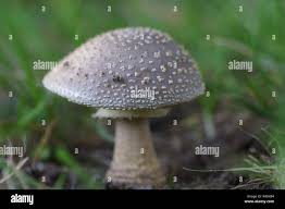 Attēlu rezultāti vaicājumam “Amanita excelsa”