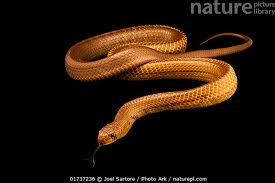 Attēlu rezultāti vaicājumam “Anogcodes melanurus”