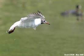Attēlu rezultāti vaicājumam “Larus ridibundus eggs”