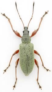 Attēlu rezultāti vaicājumam “Polydrusus tereticollis”