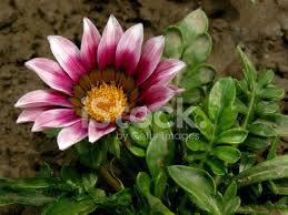 Image result for Gazanien