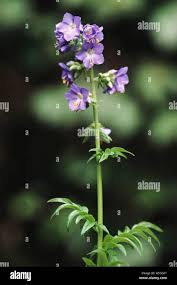 Image result for Polemonium coeruleum