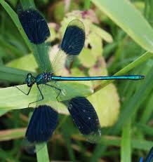 Attēlu rezultāti vaicājumam “Calopteryx splendens”