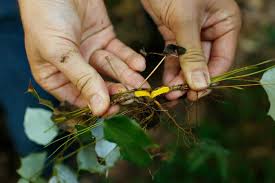 Attēlu rezultāti vaicājumam “Stemonitis herbatica young”