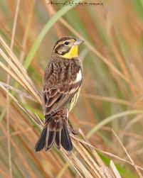 Image result for Emberiza aureola