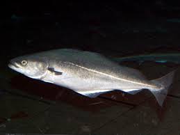 Image result for Pollachius virens