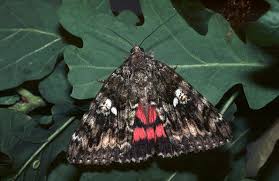 Attēlu rezultāti vaicājumam “Catocala sponsa”