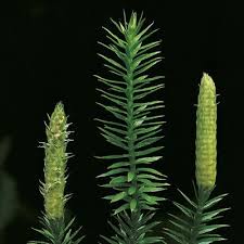 Attēlu rezultāti vaicājumam “Lycopodium dubium”