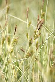 Attēlu rezultāti vaicājumam “Carex acuta leaf”