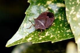 Attēlu rezultāti vaicājumam “Palomena prasina”