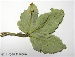 Attēlu rezultāti vaicājumam “Triphragmium ulmariae”