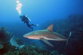 Image result for Carcharhinus perezii