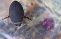 Attēlu rezultāti vaicājumam “Hydrachna”