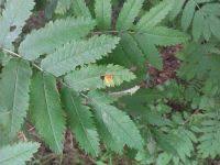 Attēlu rezultāti vaicājumam “Gymnosporangium cornutum”