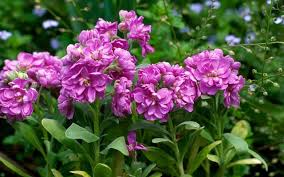 Image result for Levkoje