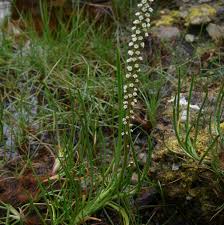 Attēlu rezultāti vaicājumam “Juncaginaceae”