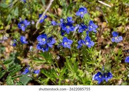 Attēlu rezultāti vaicājumam “Veronica chamaedrys leaf”