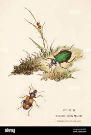 Attēlu rezultāti vaicājumam “Panagaeus cruxmajor”