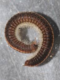 Attēlu rezultāti vaicājumam “Ommatoiulus vilnensis”