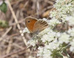 Attēlu rezultāti vaicājumam “Coenonympha pamphilus upperside”