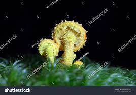 Attēlu rezultāti vaicājumam “Pholiota flammans”