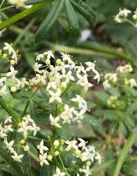 Attēlu rezultāti vaicājumam “Galium album bud”