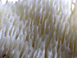 Attēlu rezultāti vaicājumam “Sidera lenis”