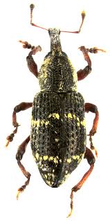 Attēlu rezultāti vaicājumam “Hylobius pinastri”