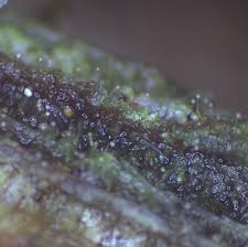 Attēlu rezultāti vaicājumam “Badhamia bethelii stalked”