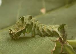 Attēlu rezultāti vaicājumam “Melanchra persicariae larva”