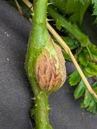 Attēlu rezultāti vaicājumam “Lasioptera rubi”