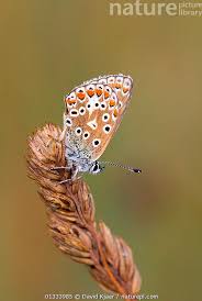 Attēlu rezultāti vaicājumam “Polyommatus icarus female”