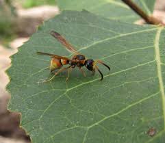 Attēlu rezultāti vaicājumam “Ancistrocerus sp.”