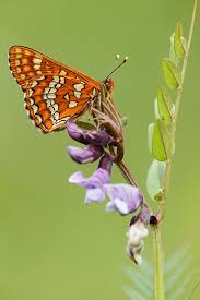 Attēlu rezultāti vaicājumam “Euphydryas maturna underside”