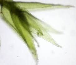 Attēlu rezultāti vaicājumam “Plagiothecium latebricola macro”