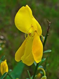 Attēlu rezultāti vaicājumam “Cytisus scoparius flower”
