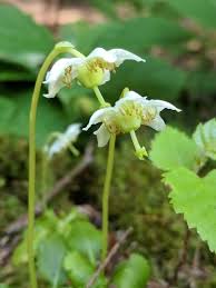 Attēlu rezultāti vaicājumam “Moneses uniflora bud”