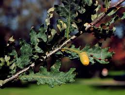 Attēlu rezultāti vaicājumam “Quercus robur leaf”