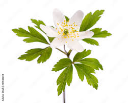 Image result for Buschwindröschen