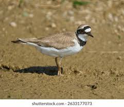 Attēlu rezultāti vaicājumam “Charadrius dubius adult”