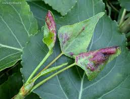 Attēlu rezultāti vaicājumam “Thecabius affinis”