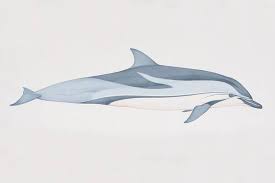 Image result for Stenella coeruleoalba